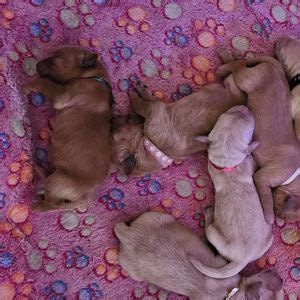 Puppies ready to go home, BallGround Ga, Ball Ground, 13 February 2025 ...