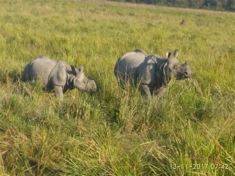 Nature's Marvel in the North East – Kaziranga National Park | Kaziranga National Park News ...