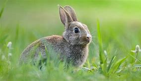 Image result for Rabbit Half Spring