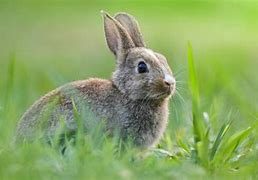 Image result for Spring Is in the Air Rabbit Photo