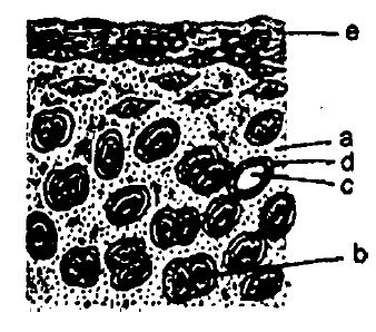 In the diagram of section of hyaline cartilage, the different parts ...