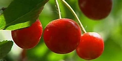 Natural Pain Killers | Fox News Video