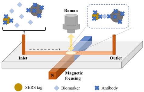 Recent Advances in Sandwich SERS Immunosensors for Cancer Detection