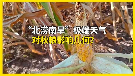 记者实探：“北涝南旱”极端天气，对秋粮影响几何？｜一探