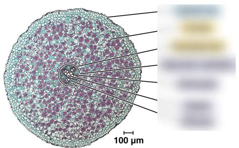 Typical eudicot root label Diagram | Quizlet