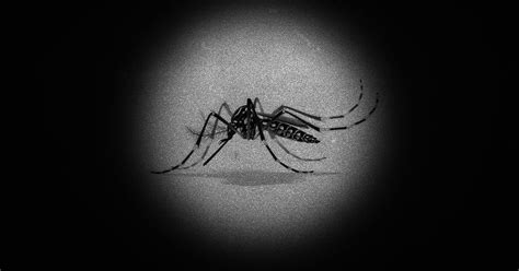 Zika in India: Fourth case reported from Tamil Nadu, health secretary ...