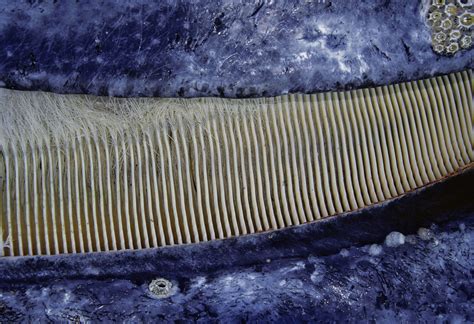Blue Whales Baleen