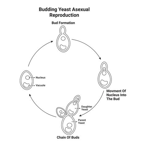 Budding Yeast Asexual Reproduction Diagram Illustration Design 27892923 Vector Art at Vecteezy