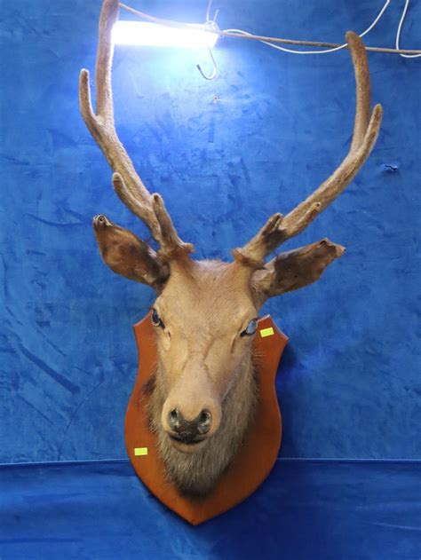 Lot - TAXIDERMY MOUNTED DEER HEAD