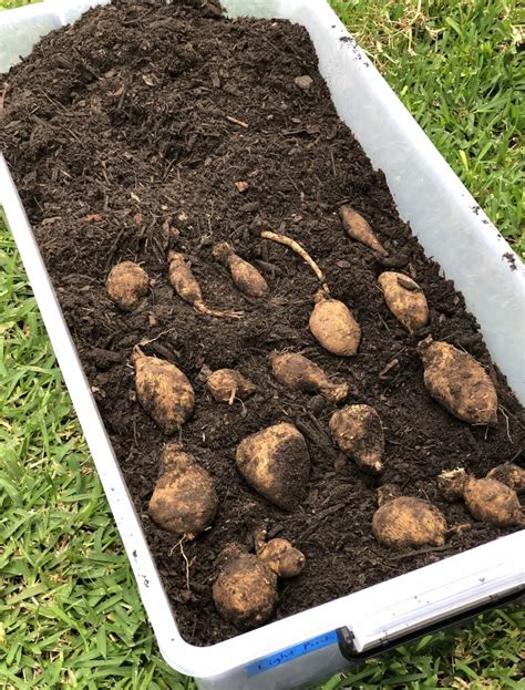 How To Pot Dahlia Tubers at Albina Giese blog