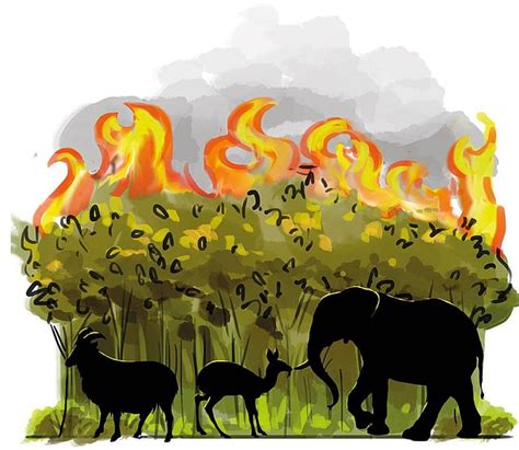 Here is why forest fires now pose a threat to the very survival of ...