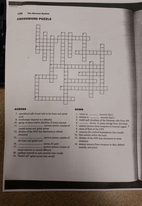 Solved 134 The Nervous System CROSSWORD PUZZLE ACROSS DOWN | Chegg.com