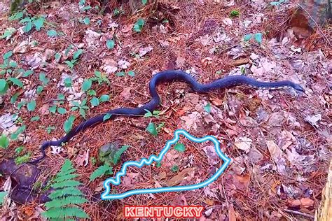 4 Venomous Snakes in Indiana [PHOTOS & VIDEO of How to Identify]