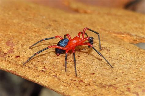 Nicodamidae (Red and Black Spider) – Ausemade