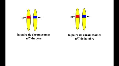 Image result for Code Genetique Exercice