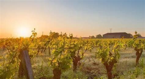 Clisson. Une visite guidée du vignoble - La Baule.maville.com