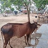 Honor 7C LND-AL30_3+32GB Blue : Amazon.in