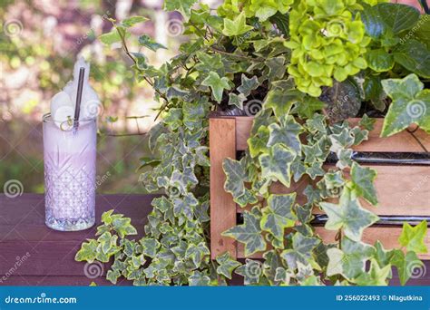 Strawberry Milkshake Next To Plants Stock Image - Image of pink, drink ...