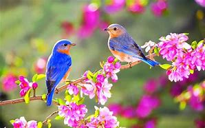 Image result for Free Spring Desktop Birds