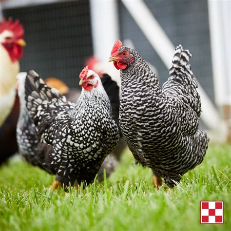 Spring Chicks Schedule 2025 - New Braunfels Feed & Supply