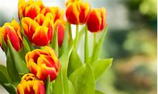 significato fiori tulipani significato dei fiori i tulipani quale colore scegliere significato fiori tulipani significato dei fiori i tulipani quale colore scegliere