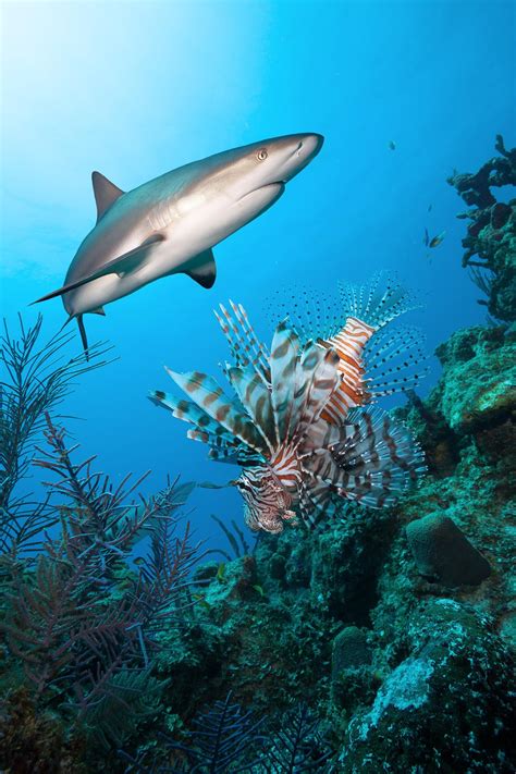 Why You Shouldn’t Feed Lionfish to Sharks | Scuba Diving