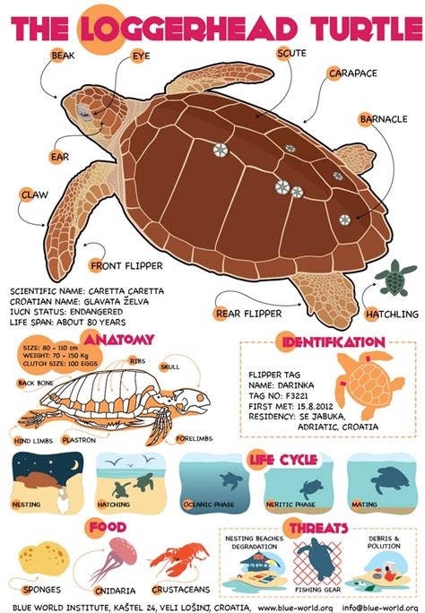 Sea Turtle 的图像结果