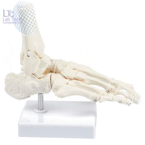 Human Foot Joint Model – M/S LAB TECH CORPORATION