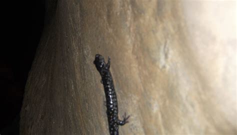 RACCOON MOUNTAIN CAVERNS (2025) All You Need to Know BEFORE You Go ...