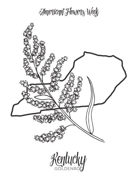Kentucky State Flower Coloring Page