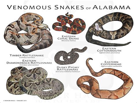 Venomous Snakes of Alabama Poster Print