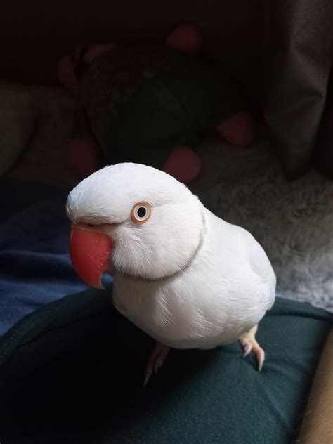 The Ultimate Guide To Indian Ringneck Parrot Care: Lifespan, Colors ...