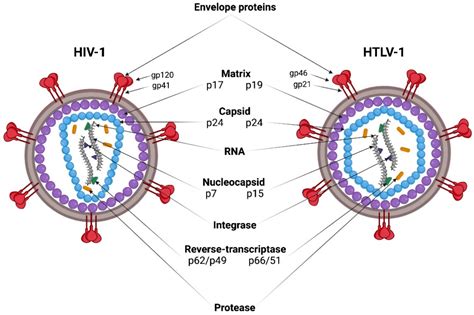HIV-1 and HTLV-1 Transmission Modes: Mechanisms and Importance for ...