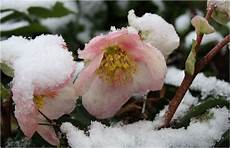 fiore con la a di natale piante perenni caratteristiche delle fiore con la a di natale piante perenni caratteristiche delle
