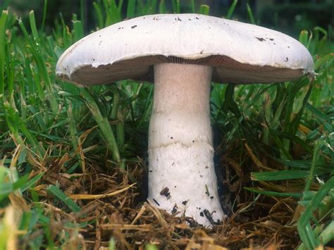 Agaricus campestris: The Ultimate Mushroom Guide + 7 Recipes