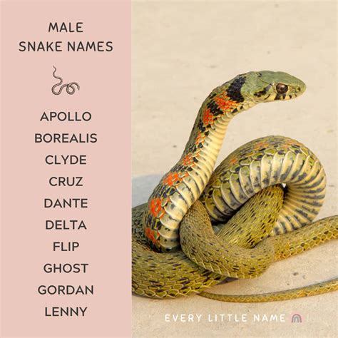 300+ Best Snake Names (Cute, Cool, and Hiss-terical) - Every Little Name
