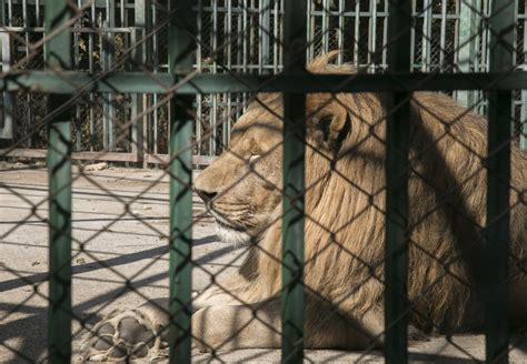The Life Cycle of Exploitation - FOUR PAWS International - Animal ...
