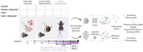Chronic Chemogenetic Activation of the Superior Colliculus in ...