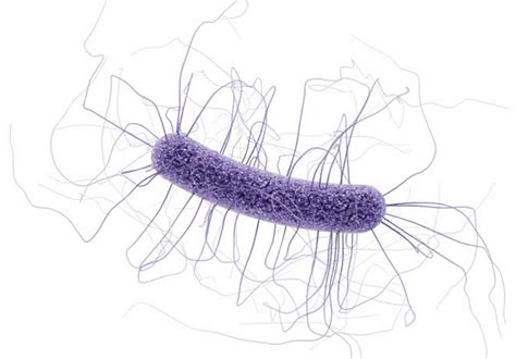 Clostridium difficile infection, causes, diagnosis, test, prevention & treatment