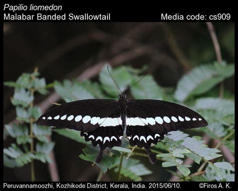 Papilio liomedon | Butterfly