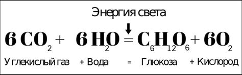 Что такое фотосинтез и как он происходит