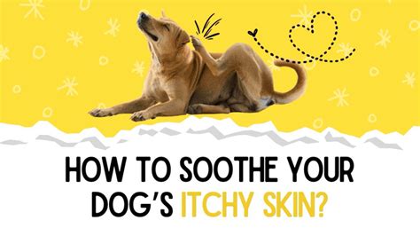 How to Tackle Your Dog's Dry Skin and Itching | Unleash