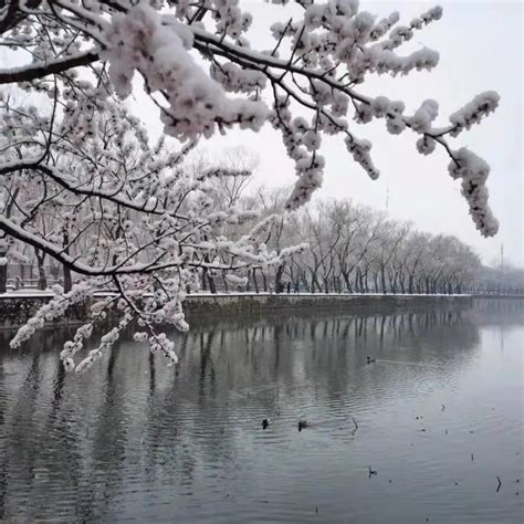 三月下雪的北京，太太太美了！