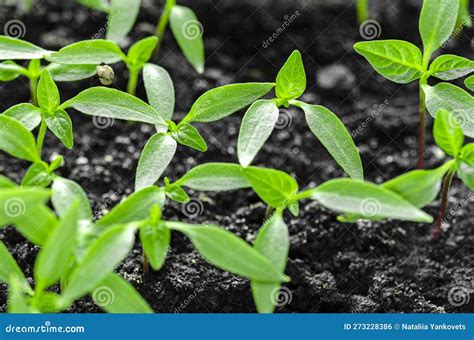 Pepper Seedlings Grow in the Soil for Seedlings and are Ready for ...