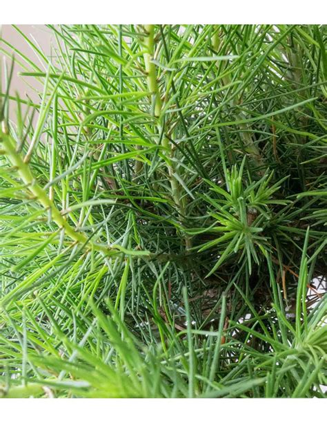 Pinus halepensis 9 anni | Pino d'Aleppo Colore Nero Space