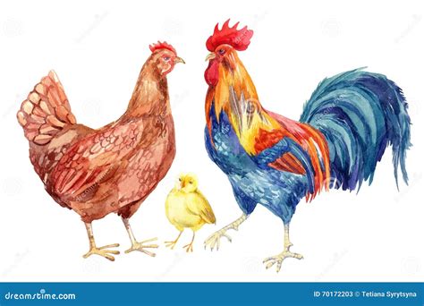 Chicken, Hen, Rooster, Egg . Watercolor Painting Stock Illustration | CartoonDealer.com #70172203