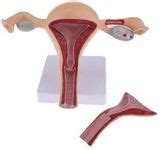Artsy Khanna Industries Life-Size Uterus with Ovaries & Fallopian Tubes ...