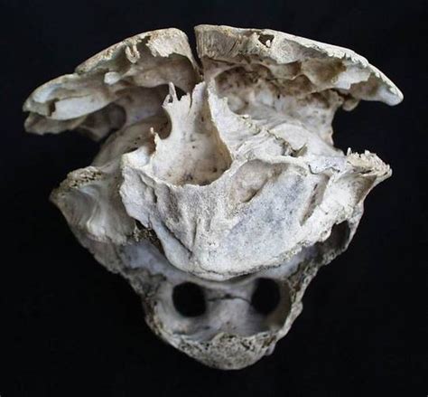 Image result for Alien Skull Found