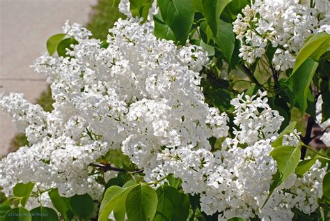 Types Of White Lilac Bushes at Sylvia Robin blog