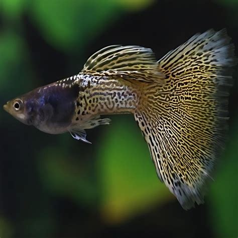Guppy Metal Yellow Lace – Shimmering Metallic Guppy for Aquariums ...
